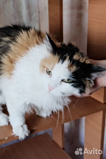 Трёхцветная кокетка