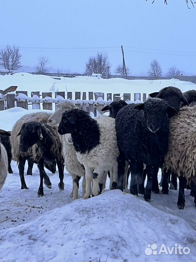 Баран - 3 года, ярочки - 6 мес