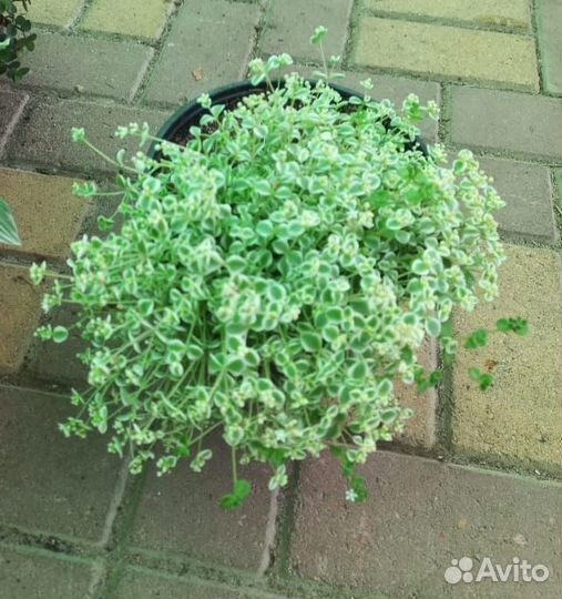 Традесканция