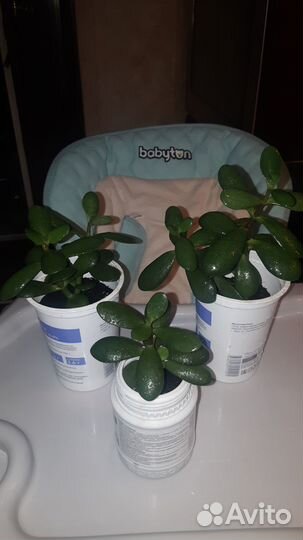 Денежное дерево толстянка +горшок новый