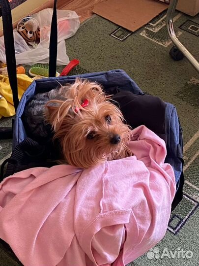 Йоркширский терьер