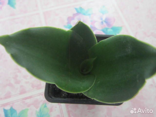 Сансевиерии сортовые Нимф,Стар роус,Бонсенленсис