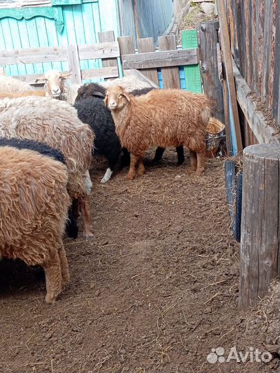 Бараны овцы