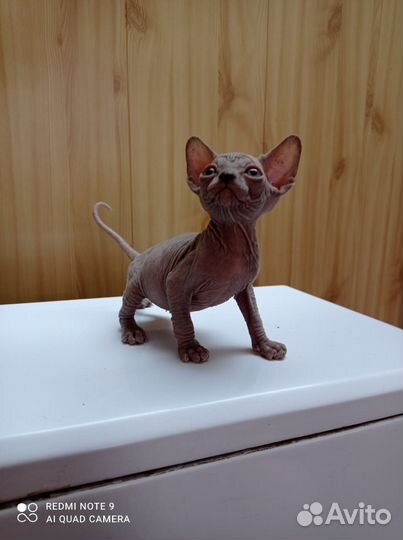 Канадский сфинкс