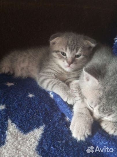 Шотландская вислоухая кошка бесплатно