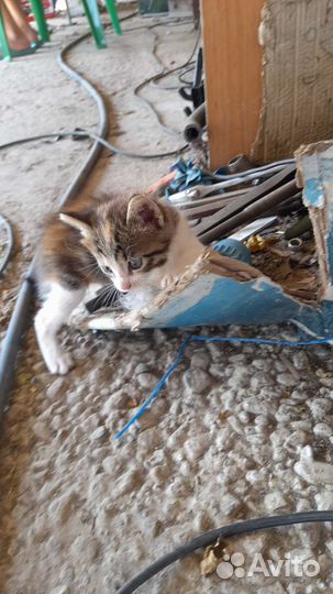 Отдам кошечку бесплатно в добрые руки