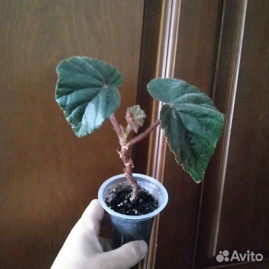 Цветы