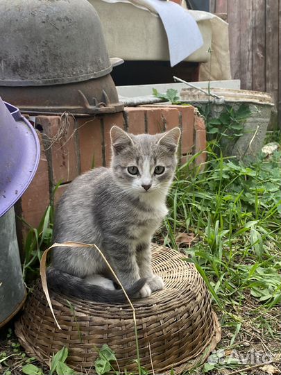 Котенок добрые руки
