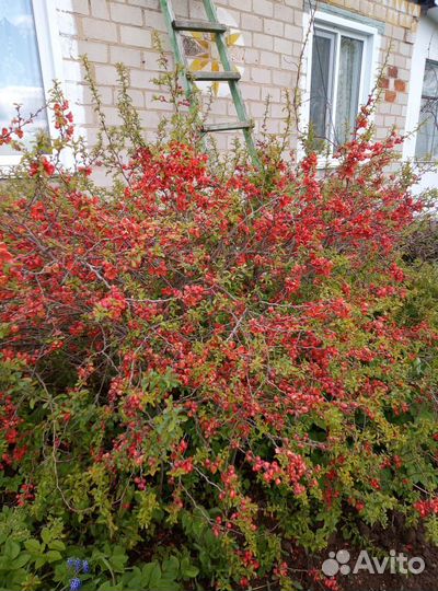 Айва японская саженцы