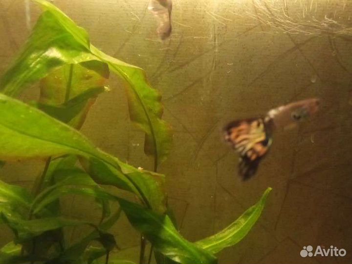 Рыбки гуппи