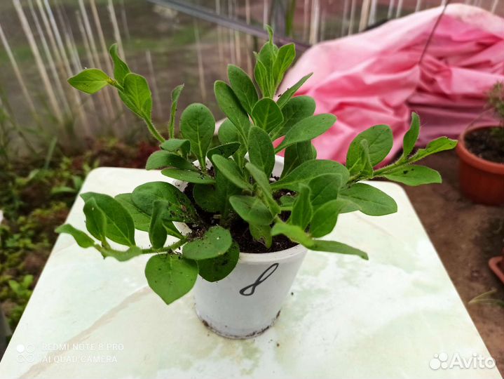 Рассада петунии