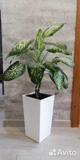 Фикус, диффенбахия, сциндапсус