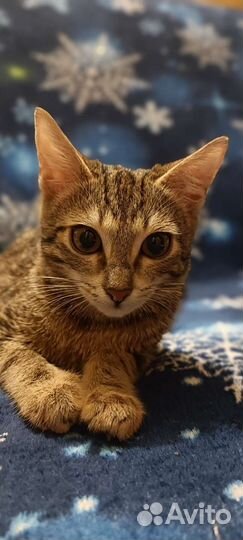 Котенок девочка