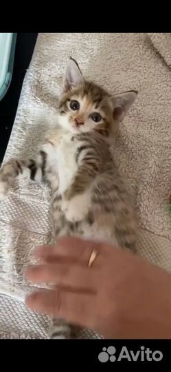 Котята в добрые руеи