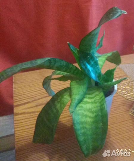 Сансевиерия