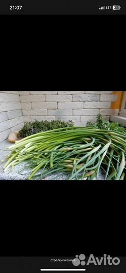 Продам стрелки чеснока
