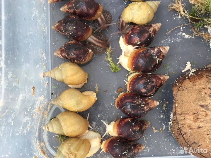 Улитки ахатины за любую белую шоколадку