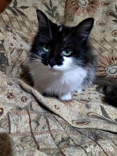 Кошки в добрые руки бесплатно