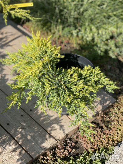 Можжевельник средний Голд Кост (Gold Coast)