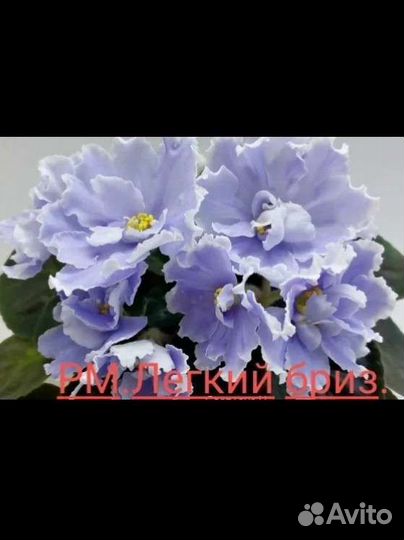 Сортовые фиалки