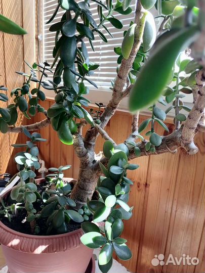 Толстянка, денежное дерево, суккулент