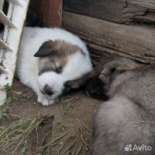 Отдам щенят в хорошие руки