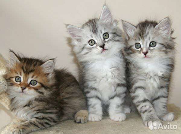 Сибирские котята