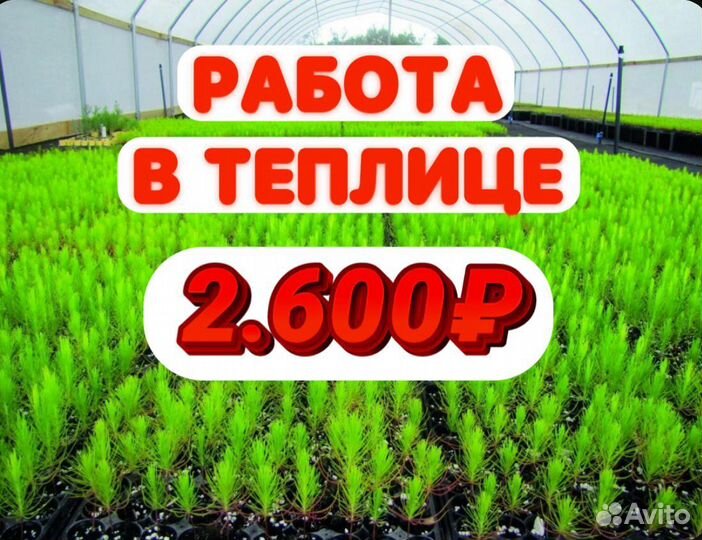 Разнорабочий в теплицу Подработка Без опыта