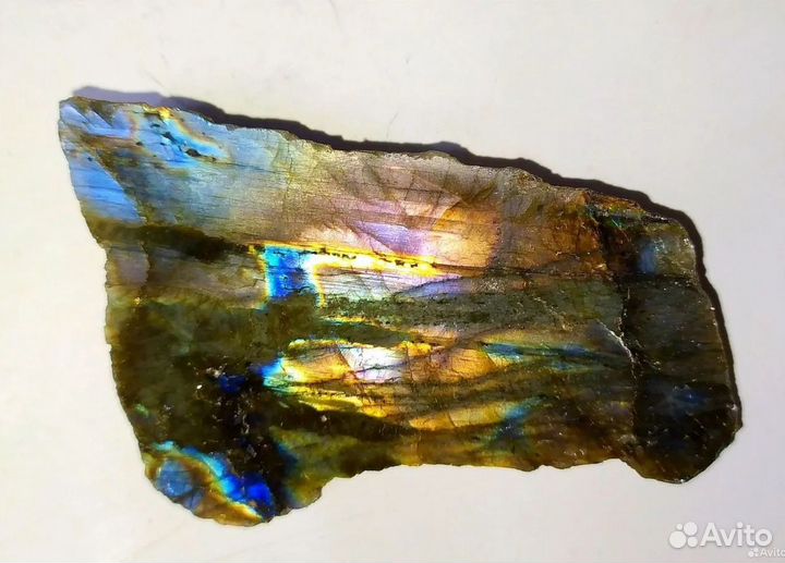 Лабрадор разноцветный