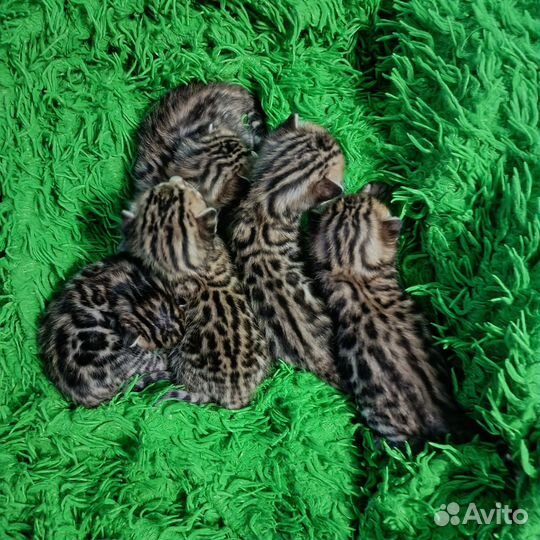 Чудо- бенгалики