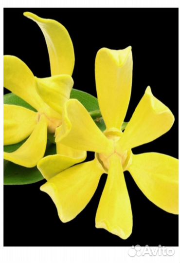 Yodeyma suerte Вода парфюмерная 50 мл