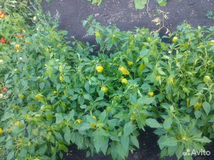 Башкирский перец