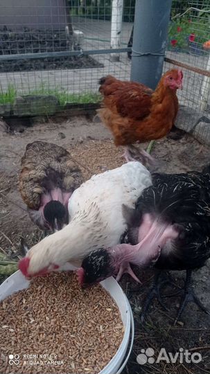 Домашние петушки