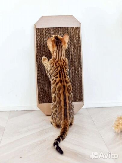 Бенгальские котята