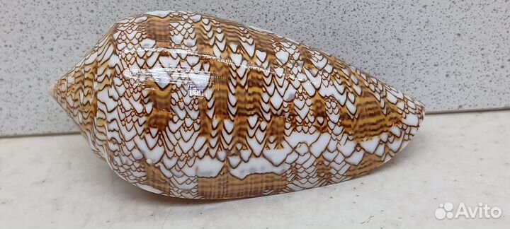 Конус Текстиль 9 морская ракушка раковина