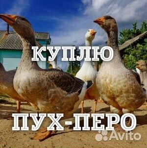 Приемка пуха пера подушки перины рога