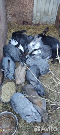 Кролики мясных пород. Кролята 1 месяц