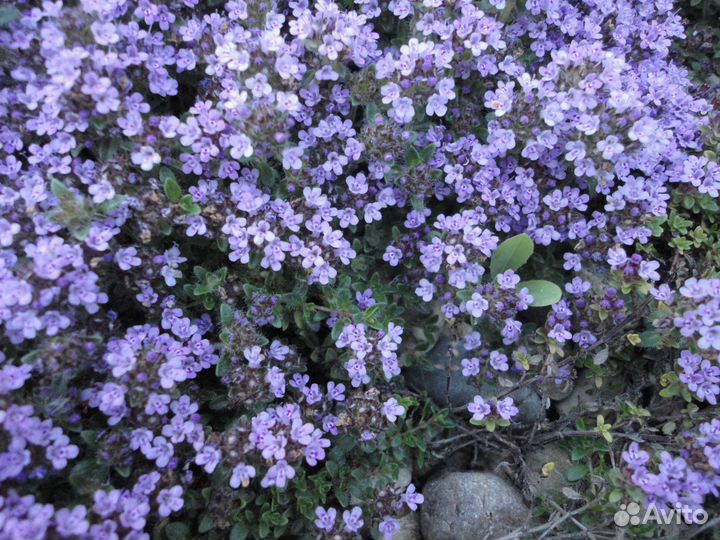 Почвопокровные расстения многолетние