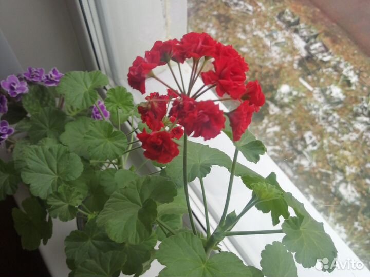 Спатифиллум