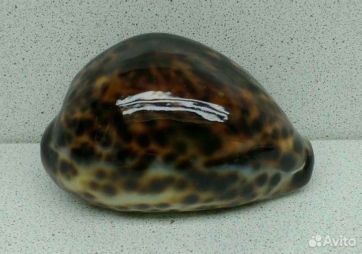 Ципрея Тигрис Каури 9,2