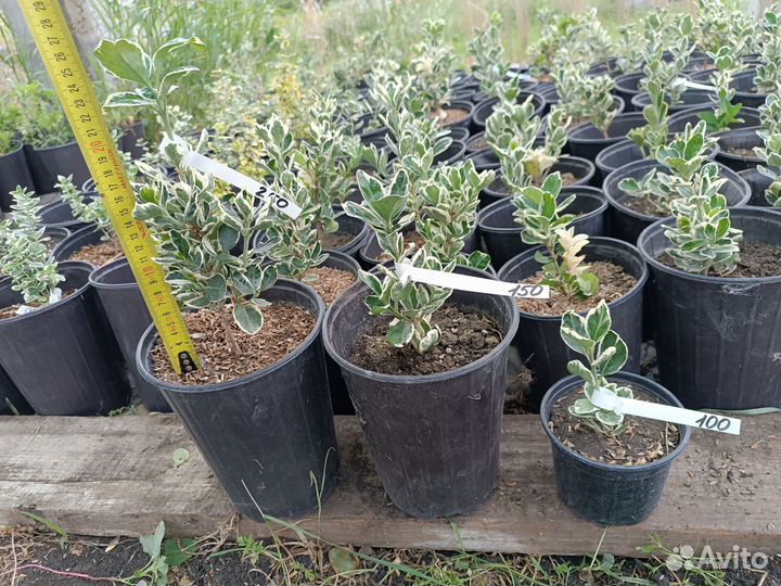 Самшит/Бересклет