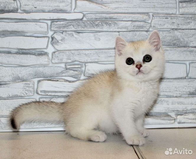 Британские котята