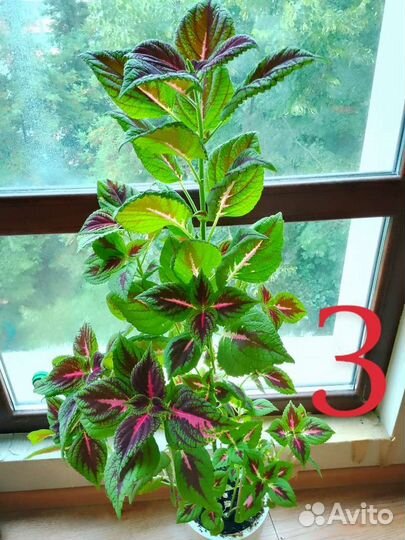 Колеус. Растение для дома и сада