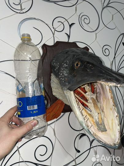 Чучело головы щуки