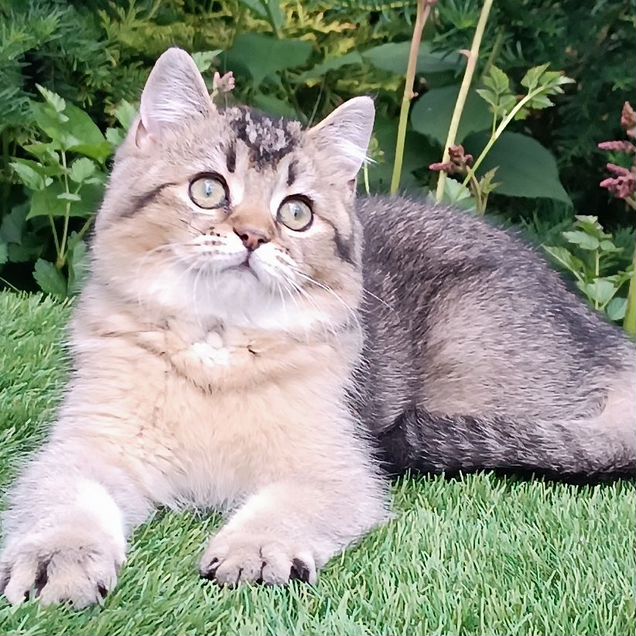 Британский короткошёрстный котёнок