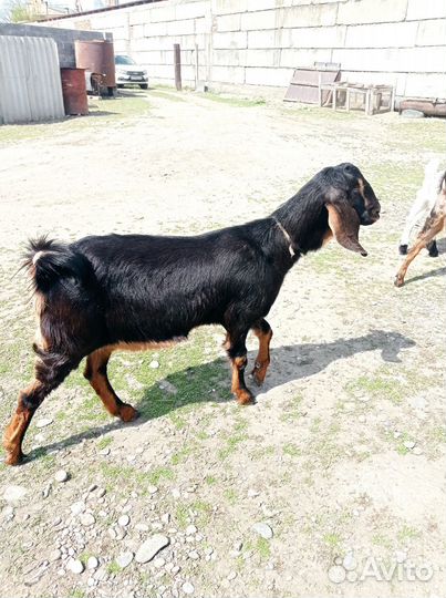 Козы нубийские