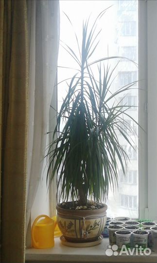 Драцена большая пальма