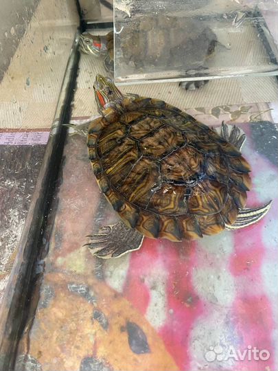 Черепахи 2 мальчика