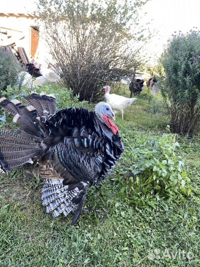 Индюки на племя белые широкогрудые