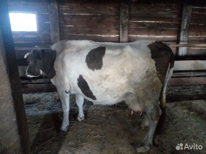 Коровы на продажу